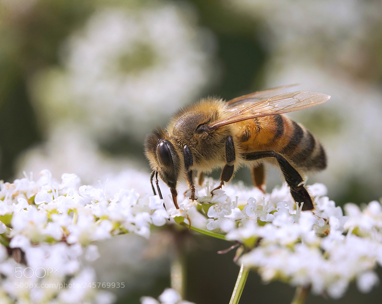 Canon EOS-1D X sample photo. Honey bee photography