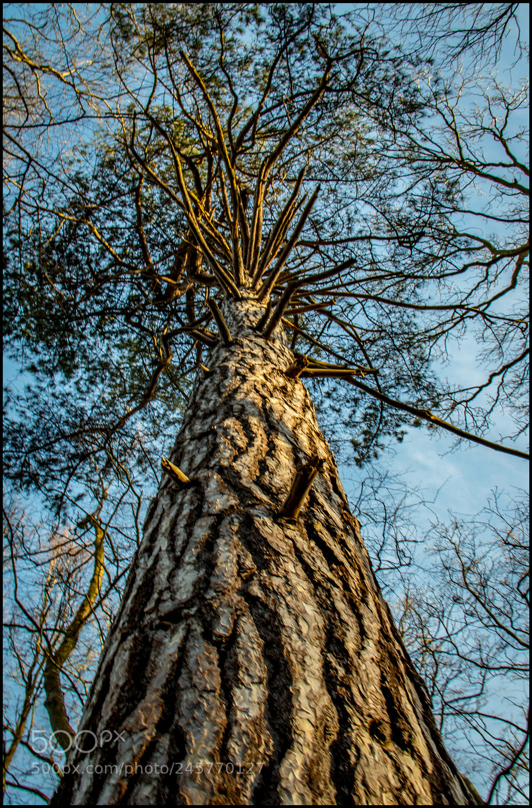 Canon EOS 7D Mark II sample photo. Reaching the sky photography