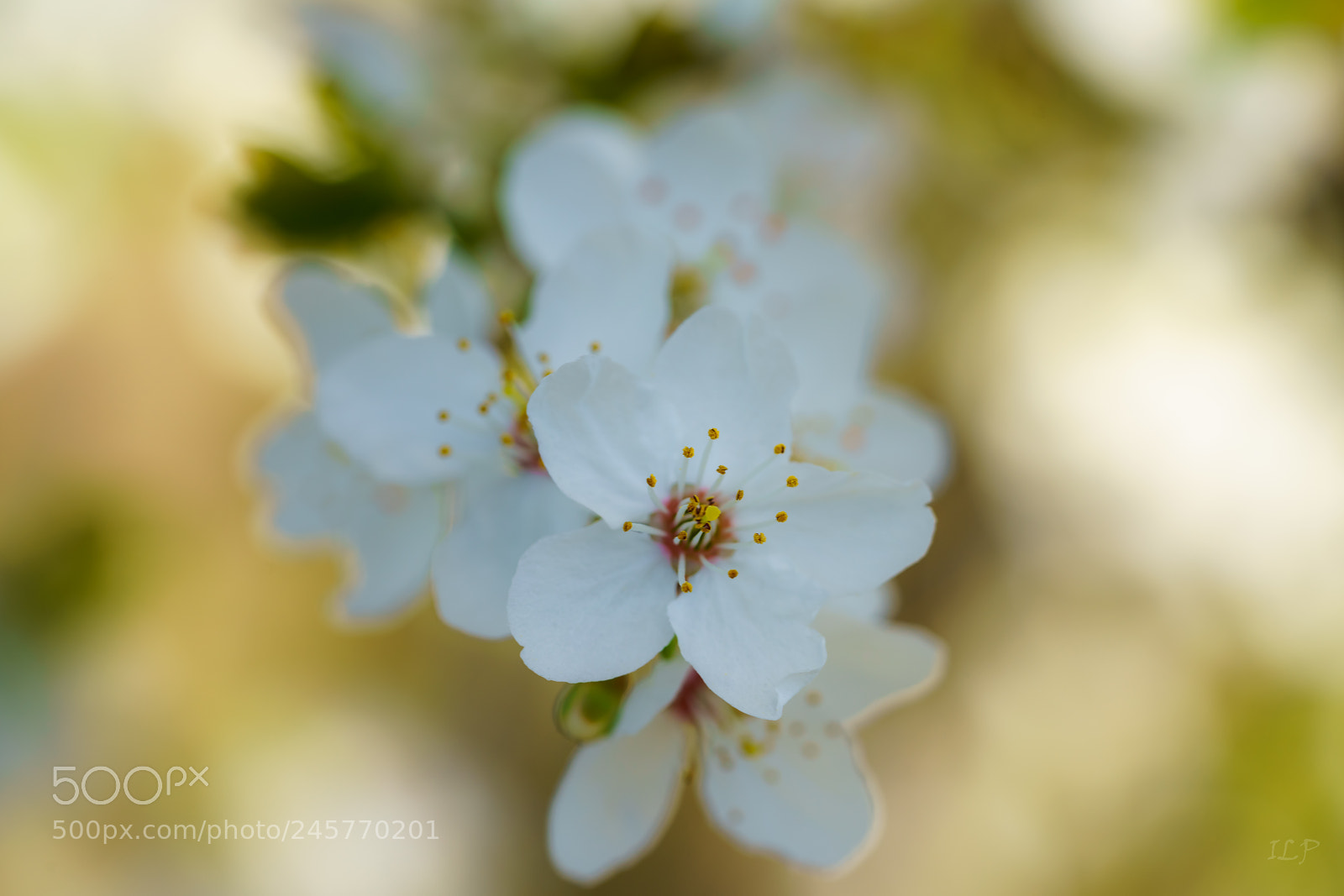 Sony a7R III sample photo. Tree blossoms photography