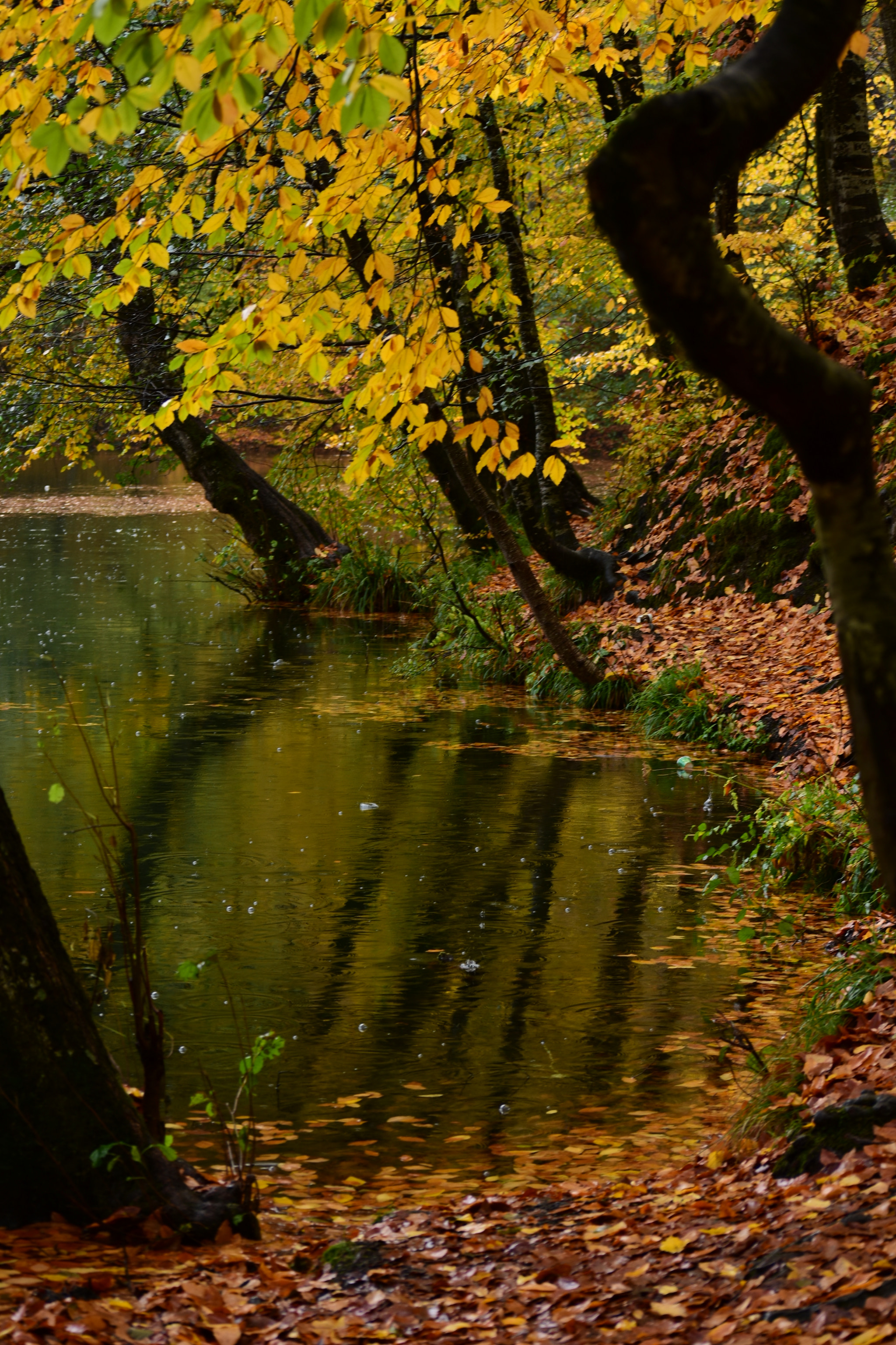 Nikon D7200 sample photo. Yedigöller photography