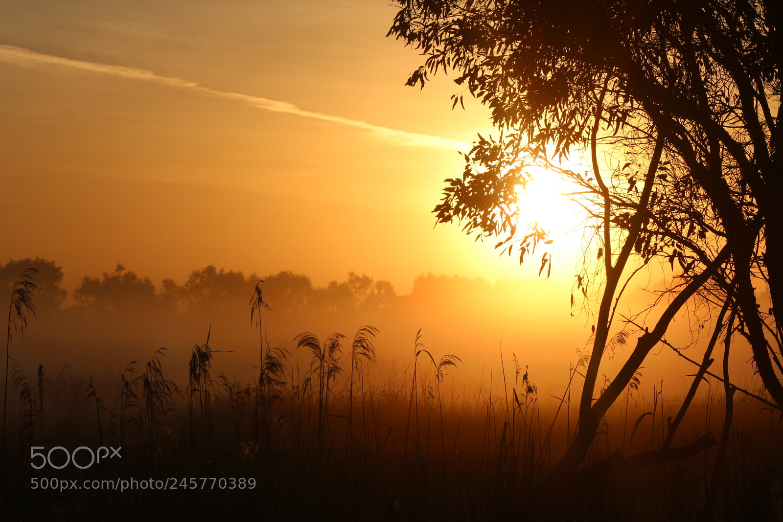 Canon EOS 600D (Rebel EOS T3i / EOS Kiss X5) sample photo. Follow the sun! photography