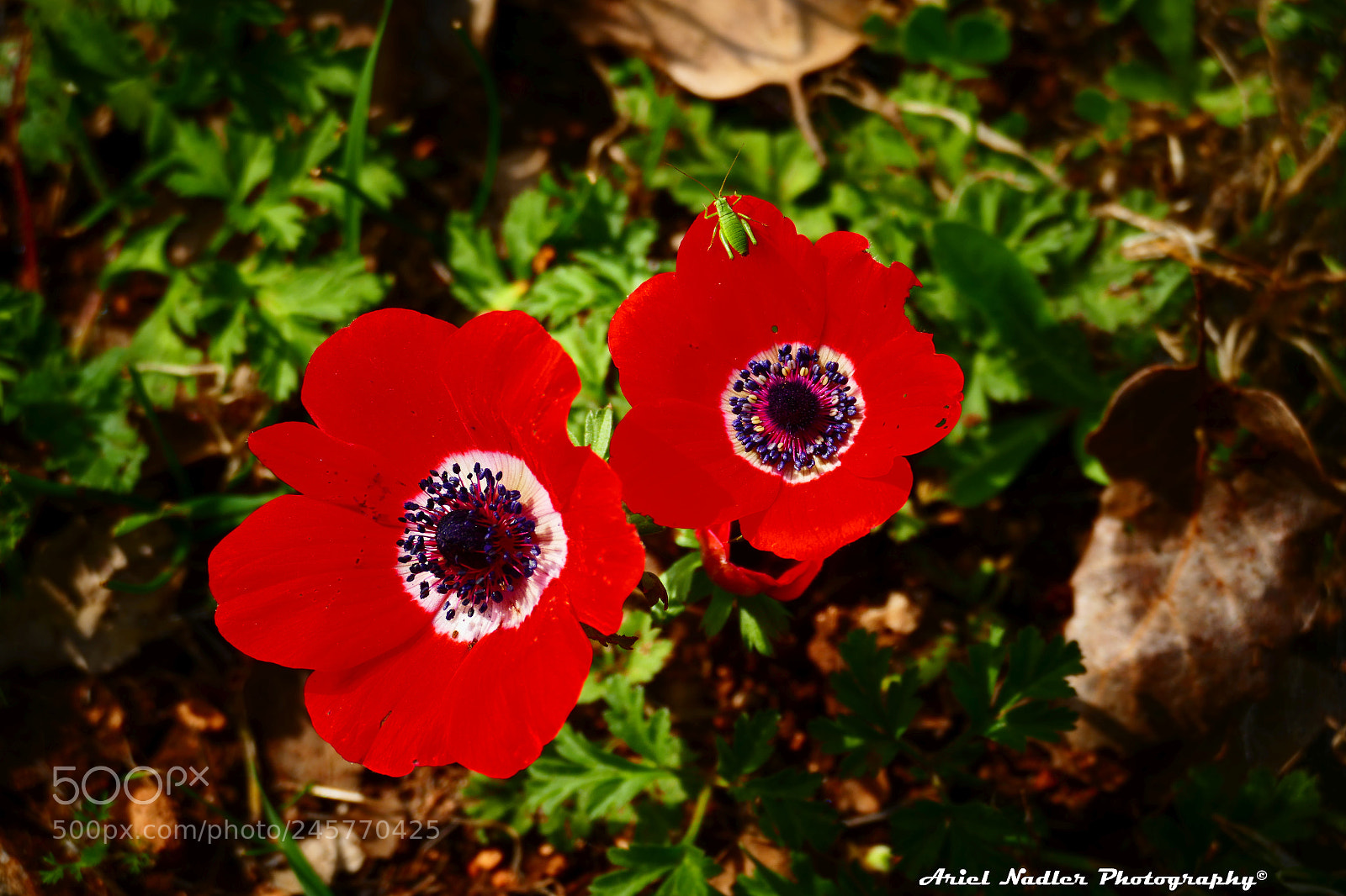 Panasonic Lumix DMC-FZ1000 sample photo. Views from israel photography