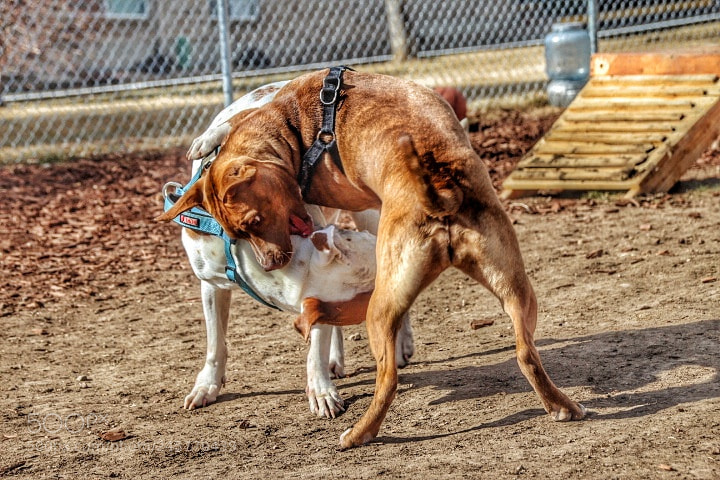 Canon EOS 1300D (EOS Rebel T6 / EOS Kiss X80) sample photo. Yin yang (pitbull edition) photography