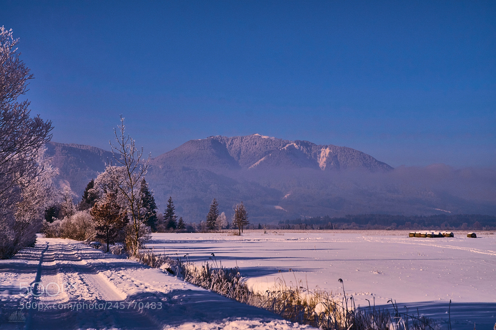 Sony ILCA-77M2 sample photo. Moss and alps photography