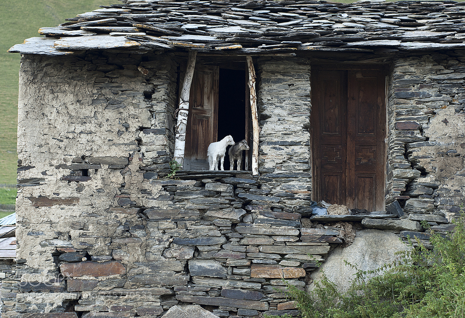Nikon D200 sample photo. Livestock photography