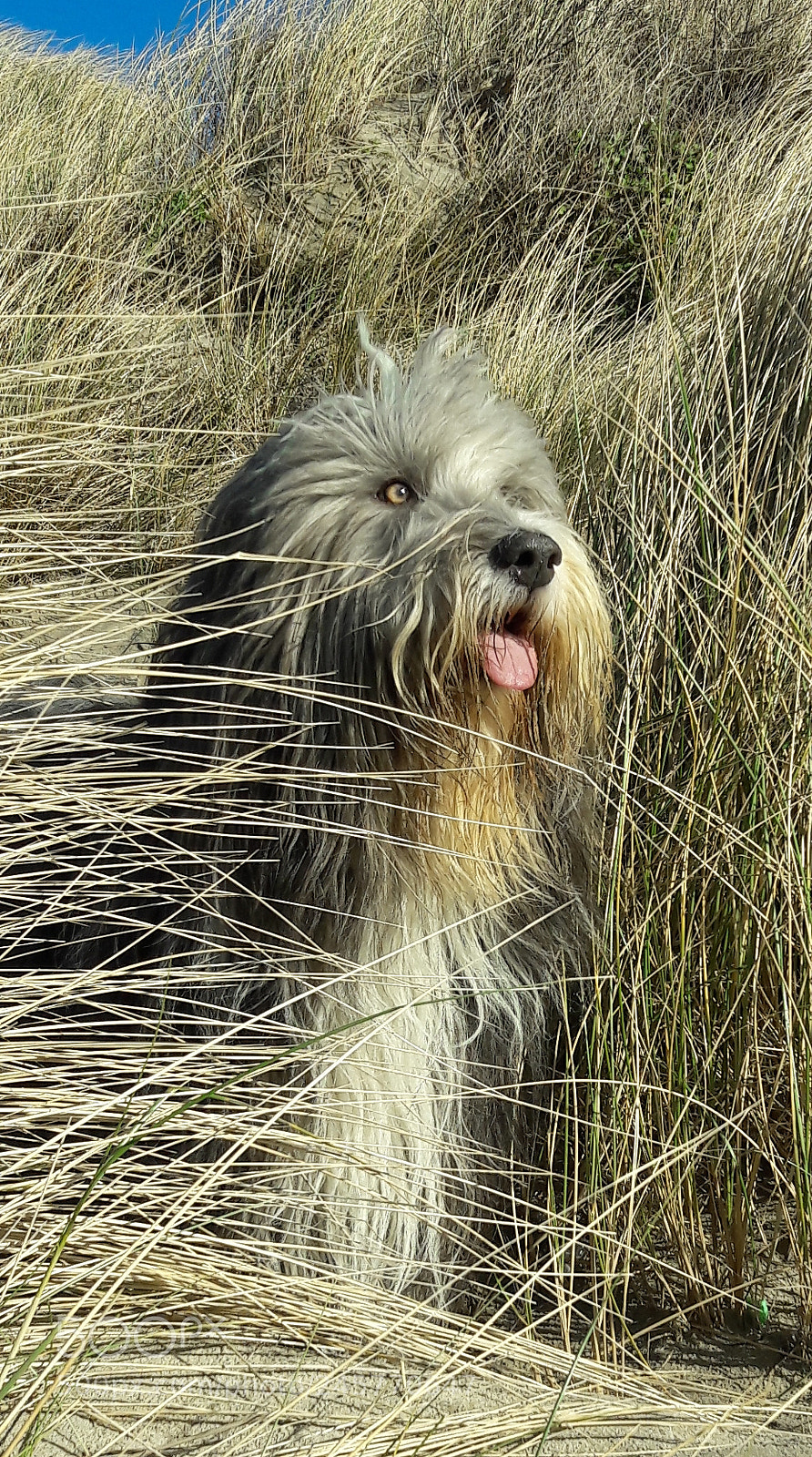 Samsung Galaxy A5(2016) sample photo. Bearded collie mitch in photography