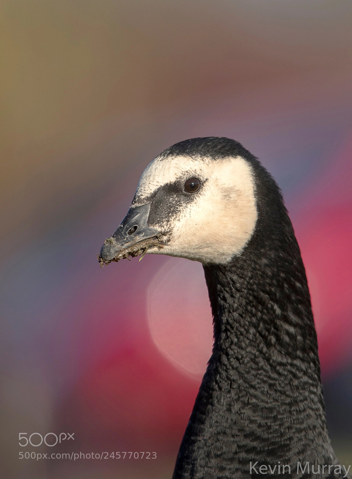 Canon EOS 7D Mark II sample photo. Barnacle goose head portrait photography