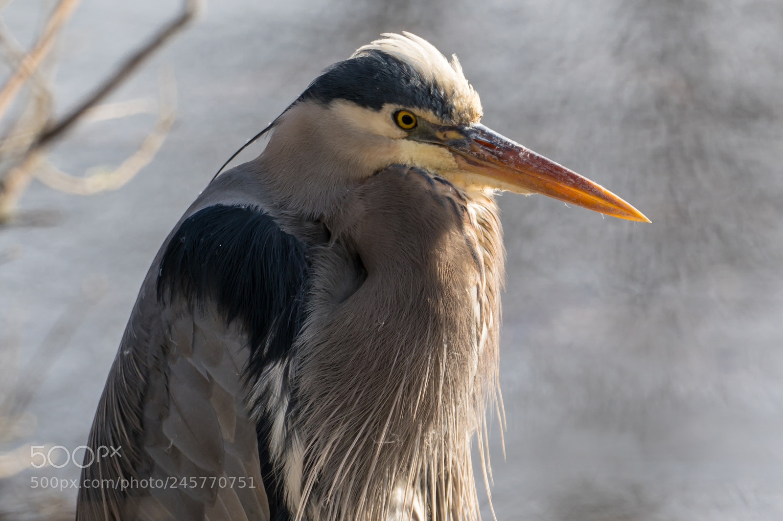 Sony a7R III sample photo. Great blue heron photography