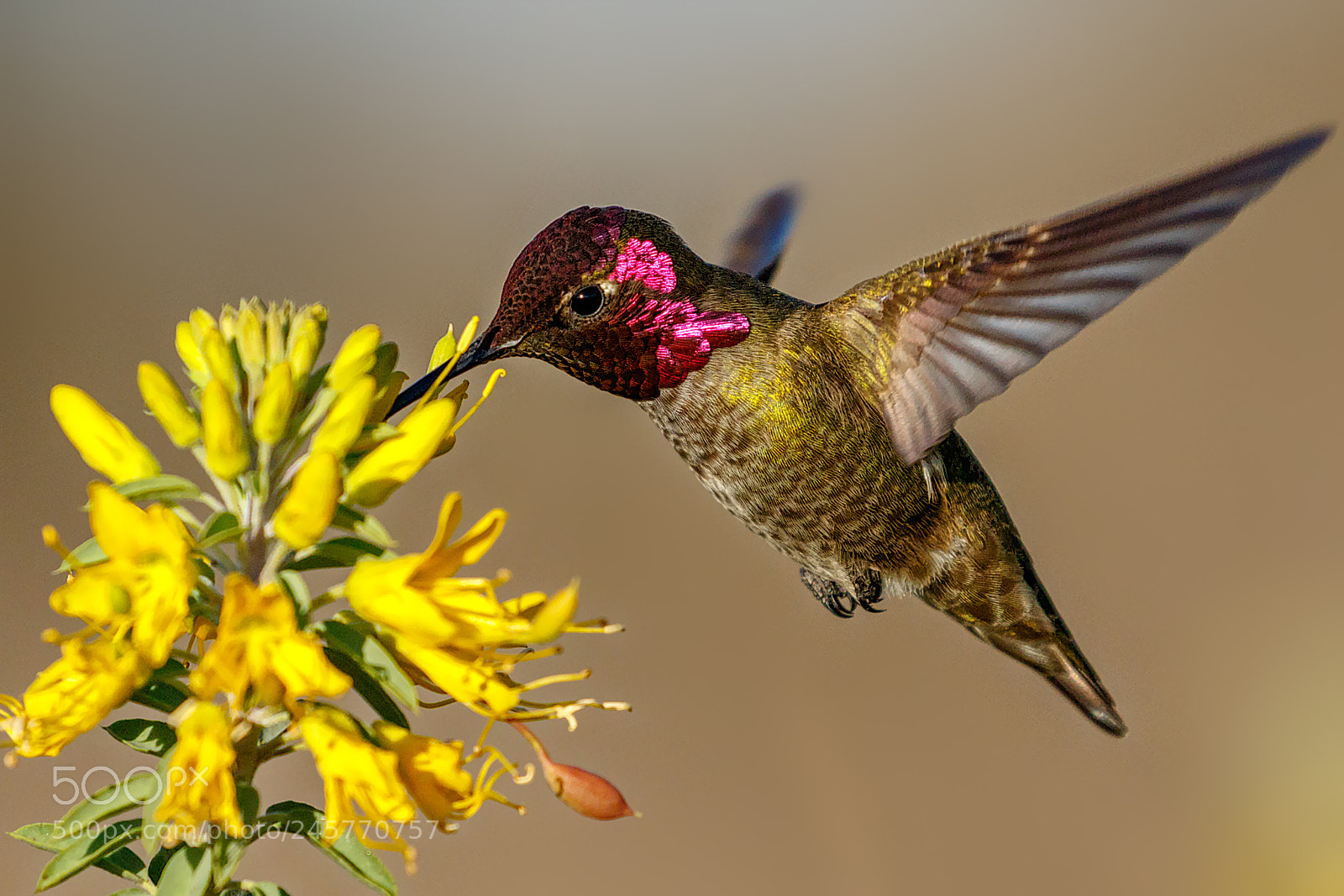 Canon EOS 7D Mark II sample photo. Yellow and purple photography