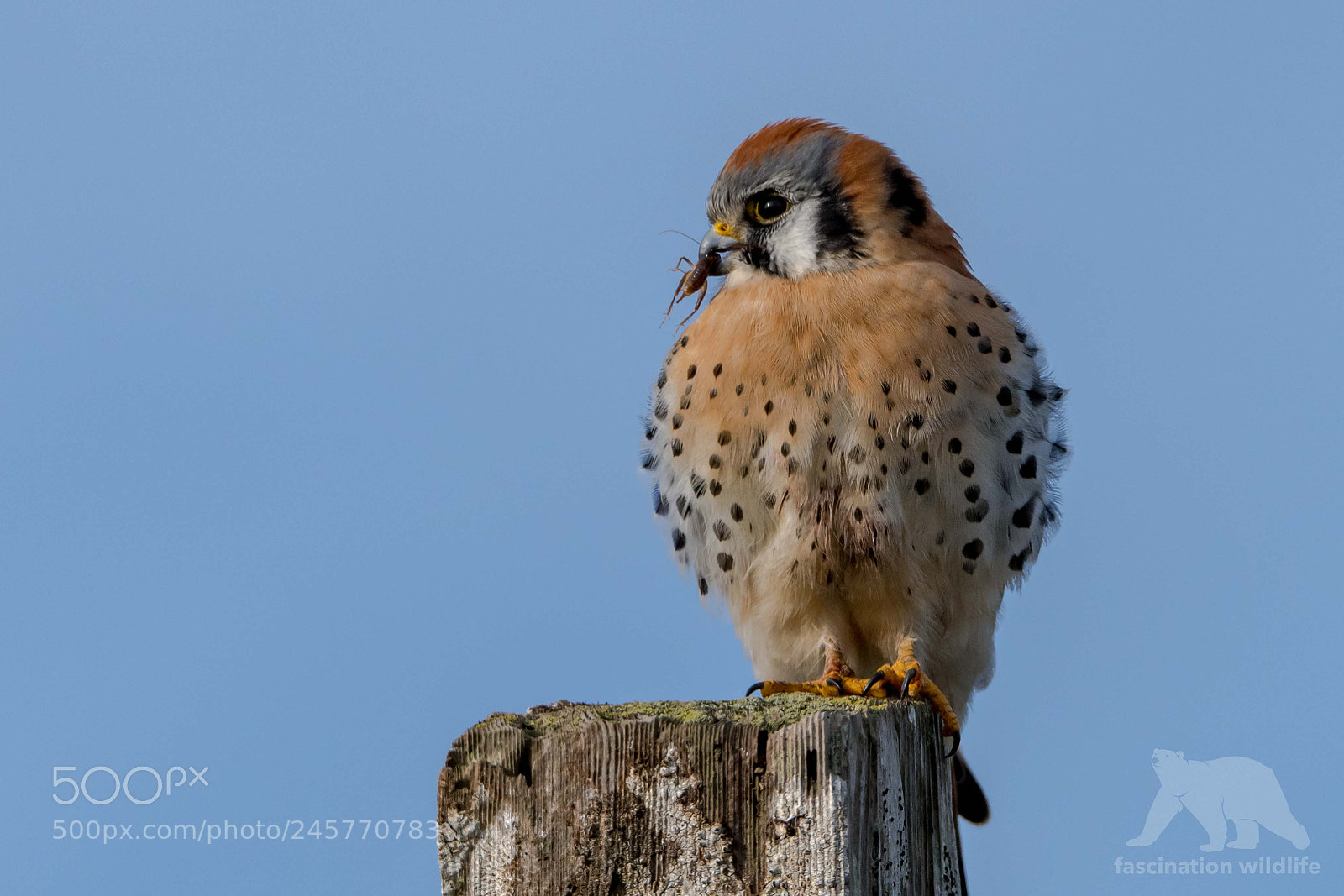 Nikon D850 sample photo. Kestrel with snack photography
