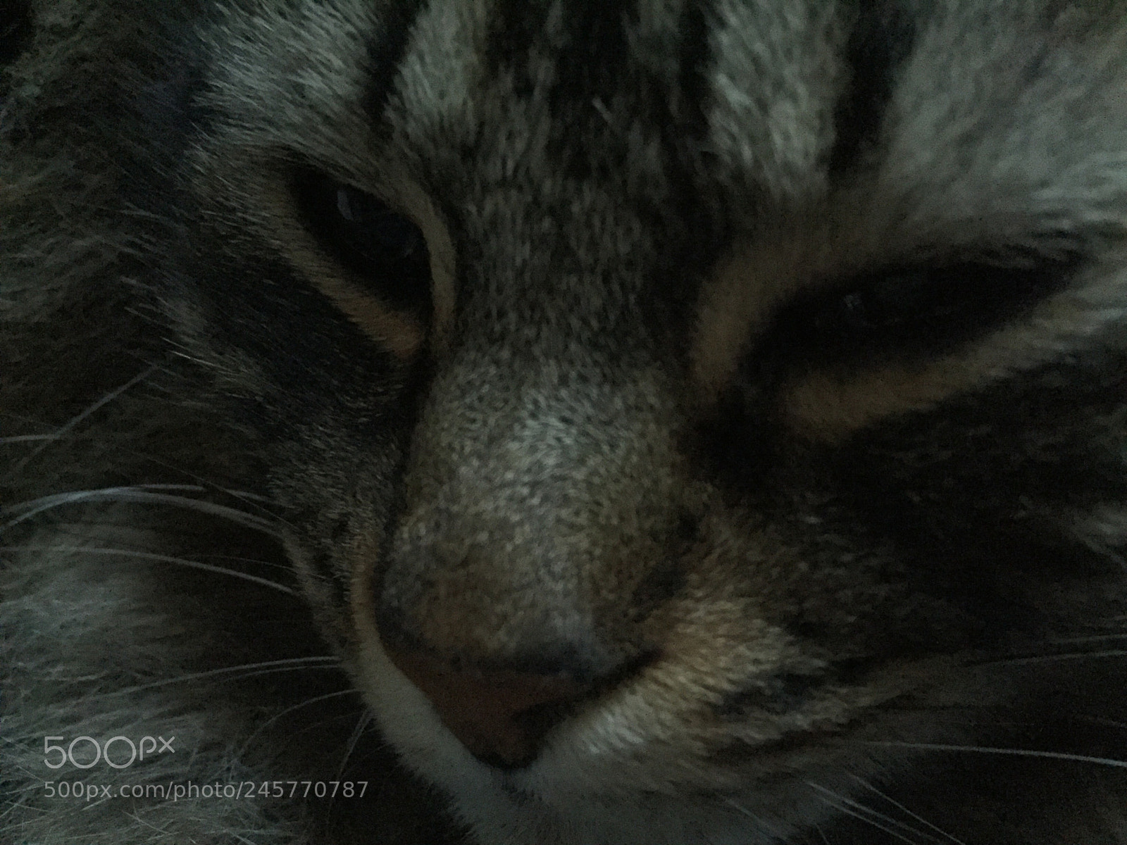 Apple iPhone 6 sample photo. Untitled photography