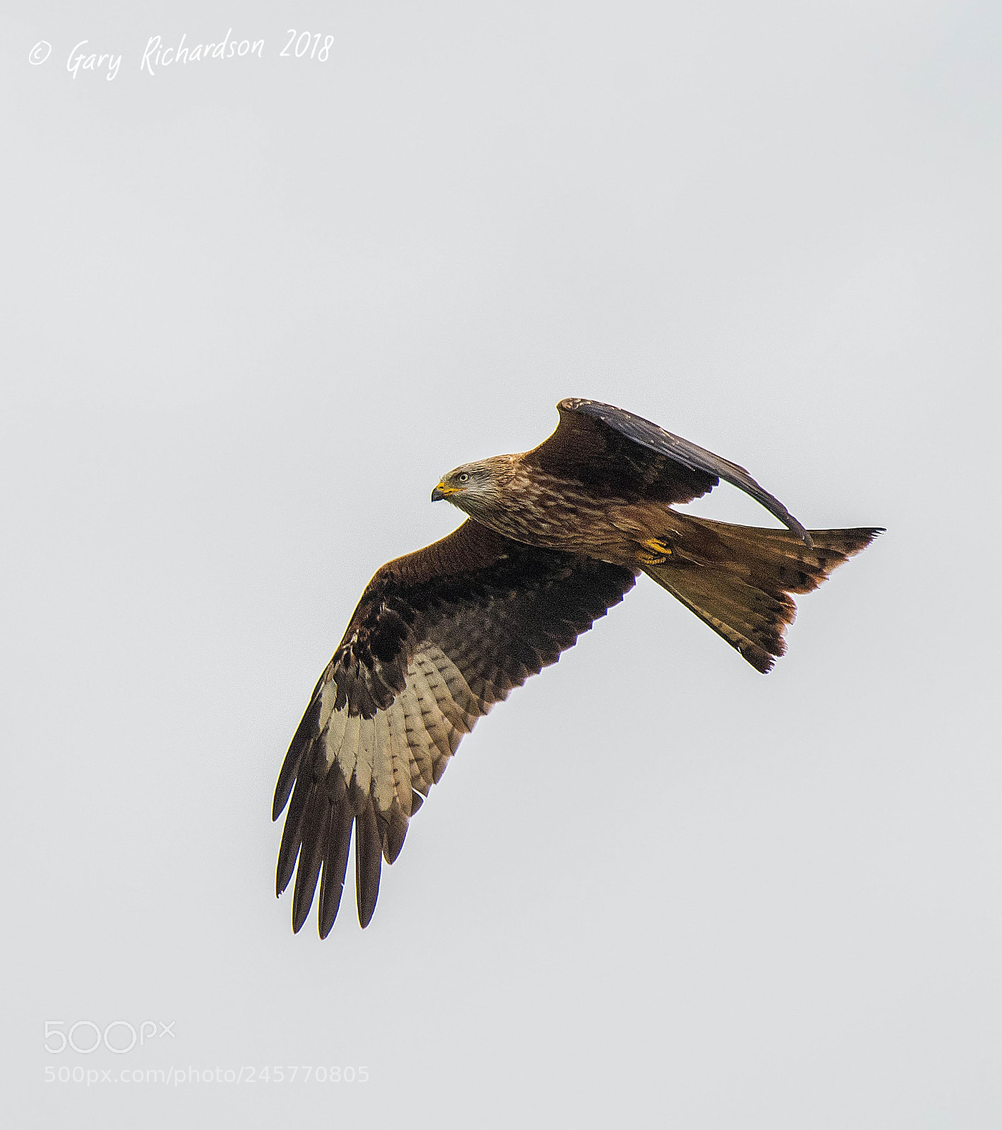 Nikon D500 sample photo. Red kite () photography