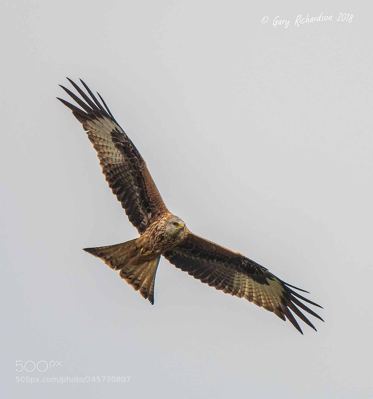 Nikon D500 sample photo. Red kite () photography
