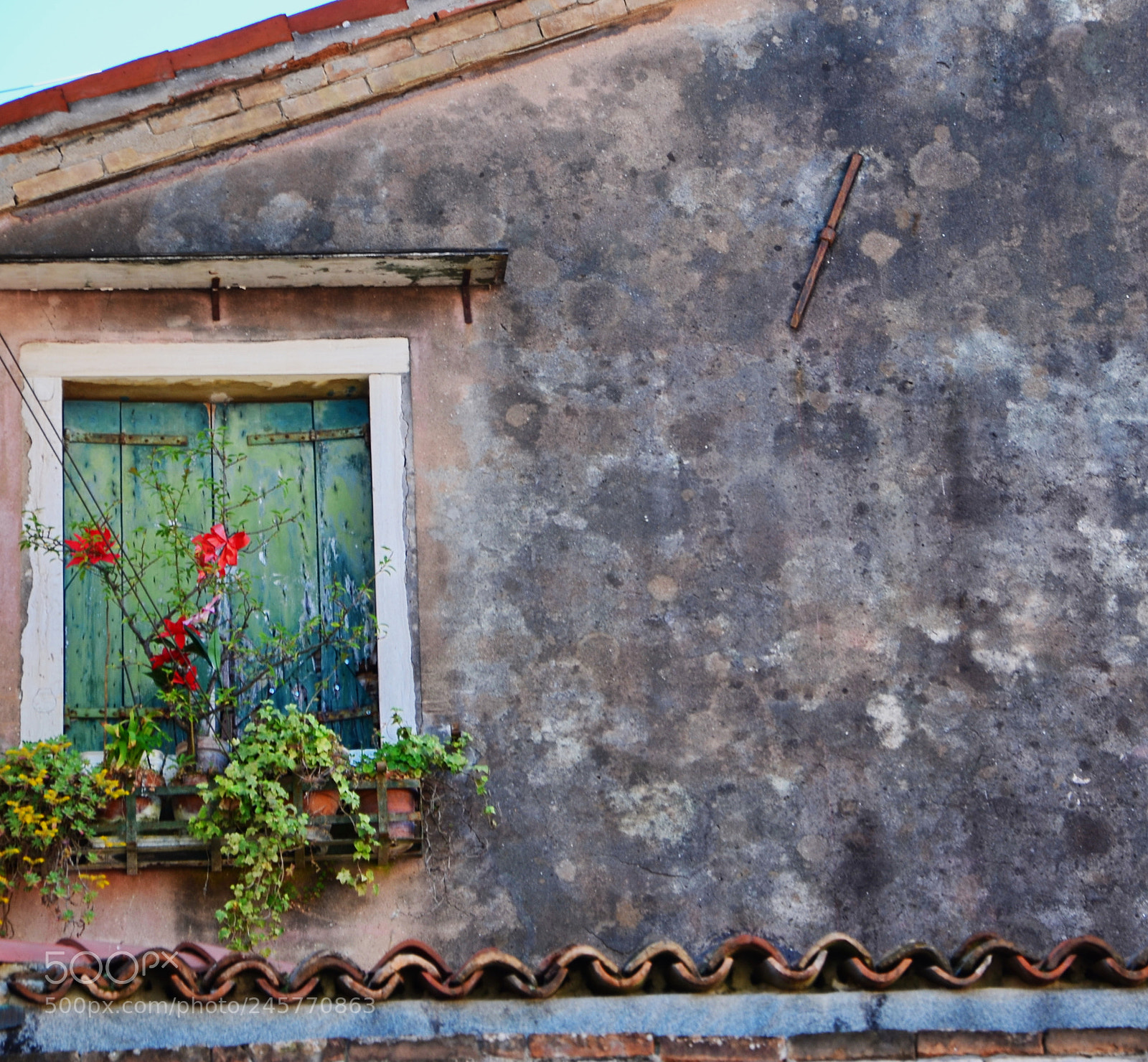 Nikon D5100 sample photo. Red flowers photography