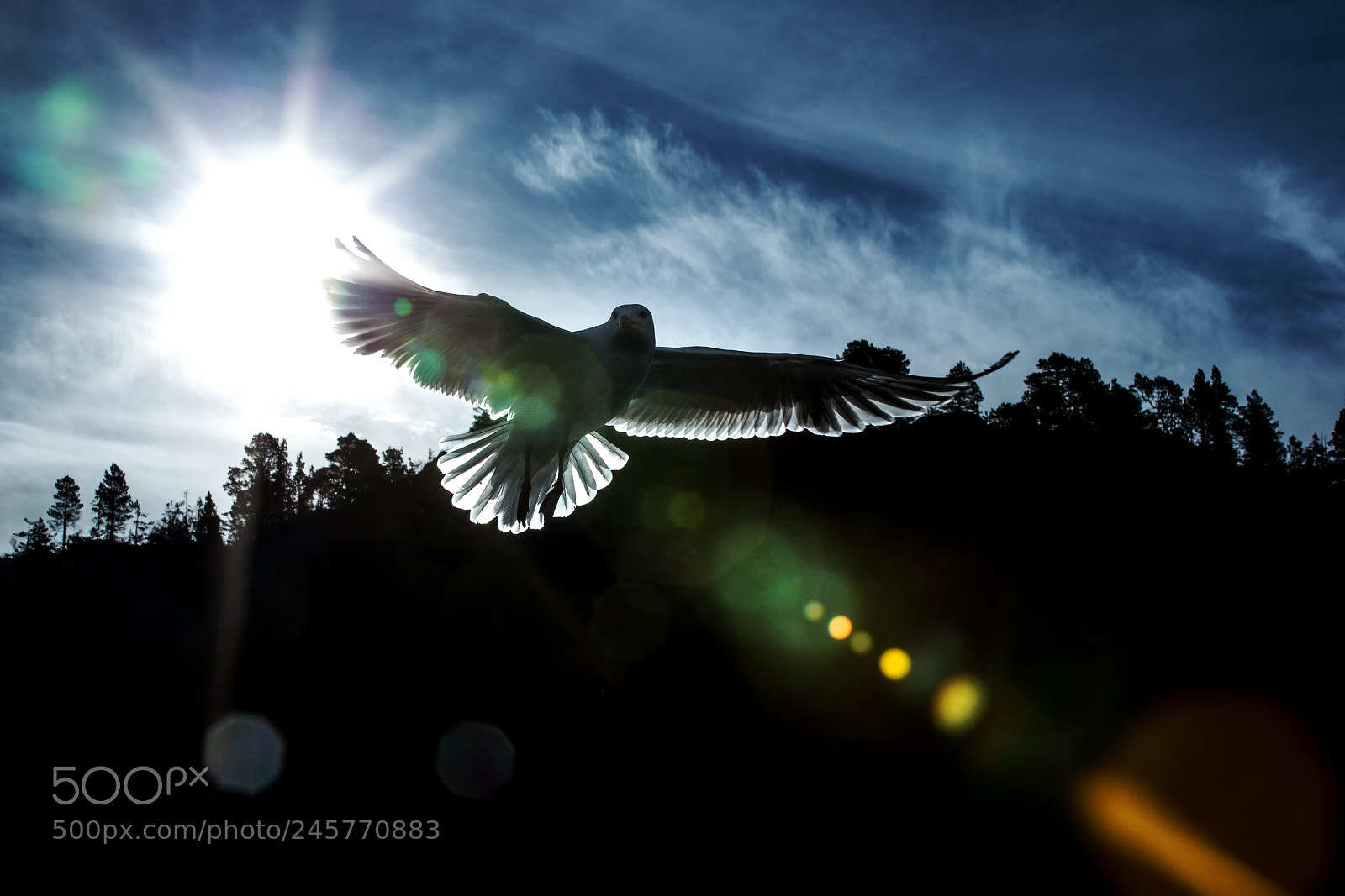 Canon EOS-1D X sample photo. The seagull photography