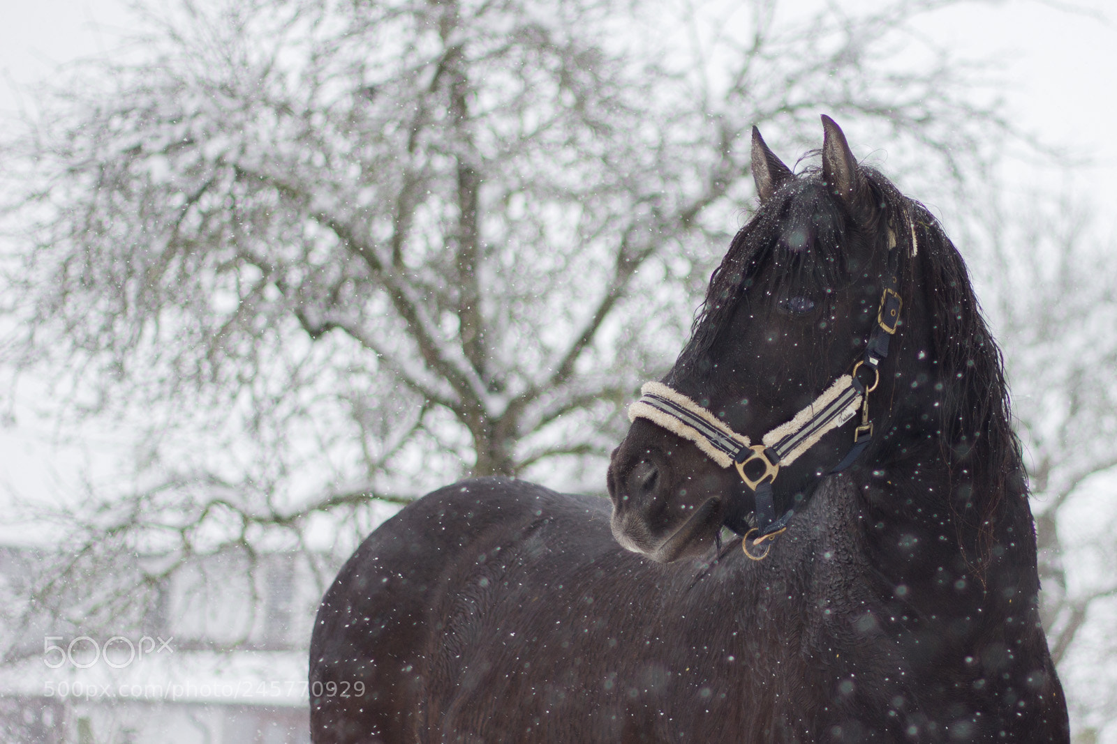 Canon EOS 550D (EOS Rebel T2i / EOS Kiss X4) sample photo. Moses likes the snowfall photography