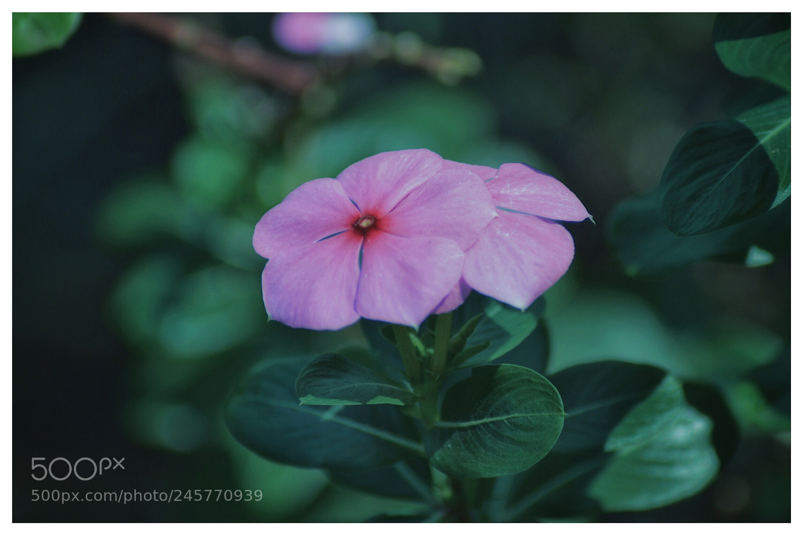 Nikon D3100 sample photo. From my garden photography