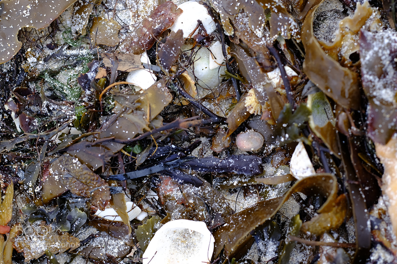 Fujifilm X-E2 sample photo. Seafood tagliatelle photography