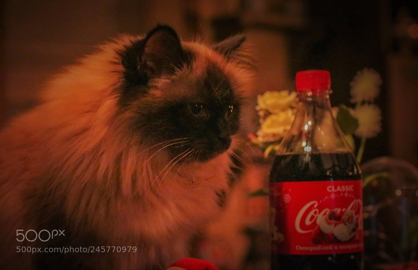 Canon EOS 650D (EOS Rebel T4i / EOS Kiss X6i) sample photo. Cat eyes photography