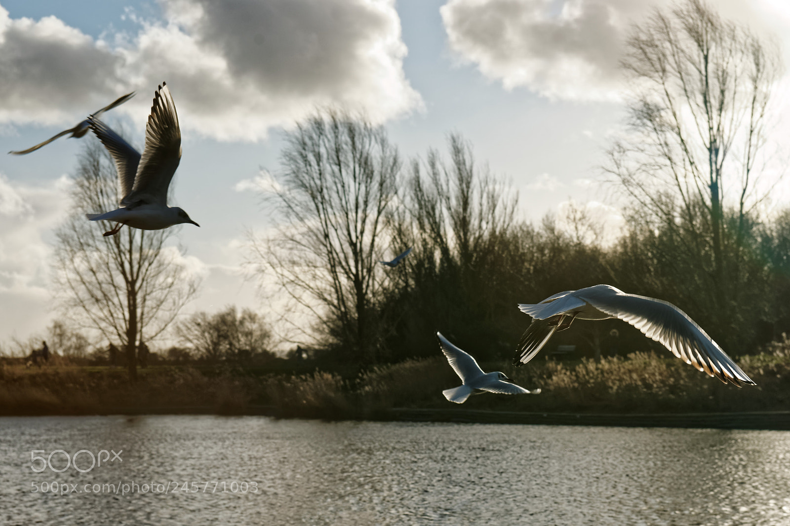Sony Alpha DSLR-A900 sample photo. Take flight photography