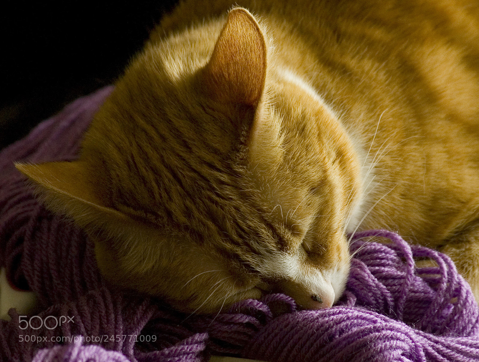 Canon EOS-1D Mark II sample photo. Asleep in mom's yarn photography