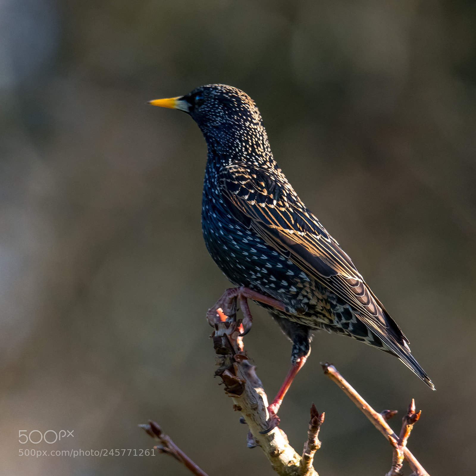 Nikon D850 sample photo. Casual starling photography