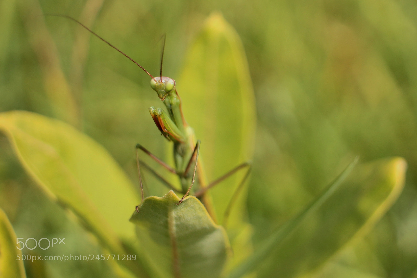 Canon EOS 1100D (EOS Rebel T3 / EOS Kiss X50) sample photo. Praying mantis photography