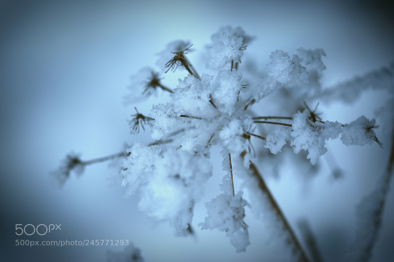 Nikon D5500 sample photo. Ever cold photography