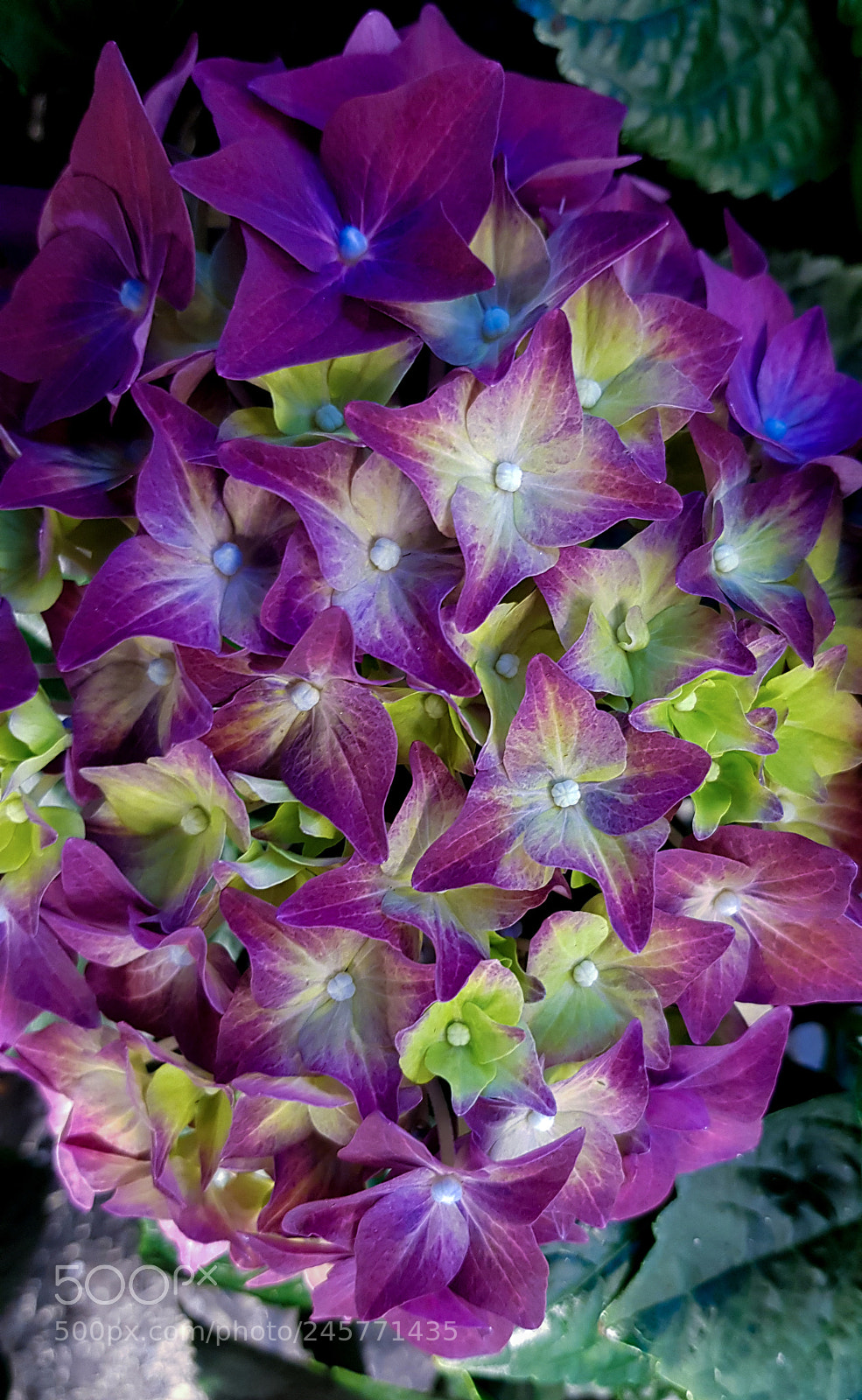 Samsung Galaxy S8 sample photo. Hortensia photography
