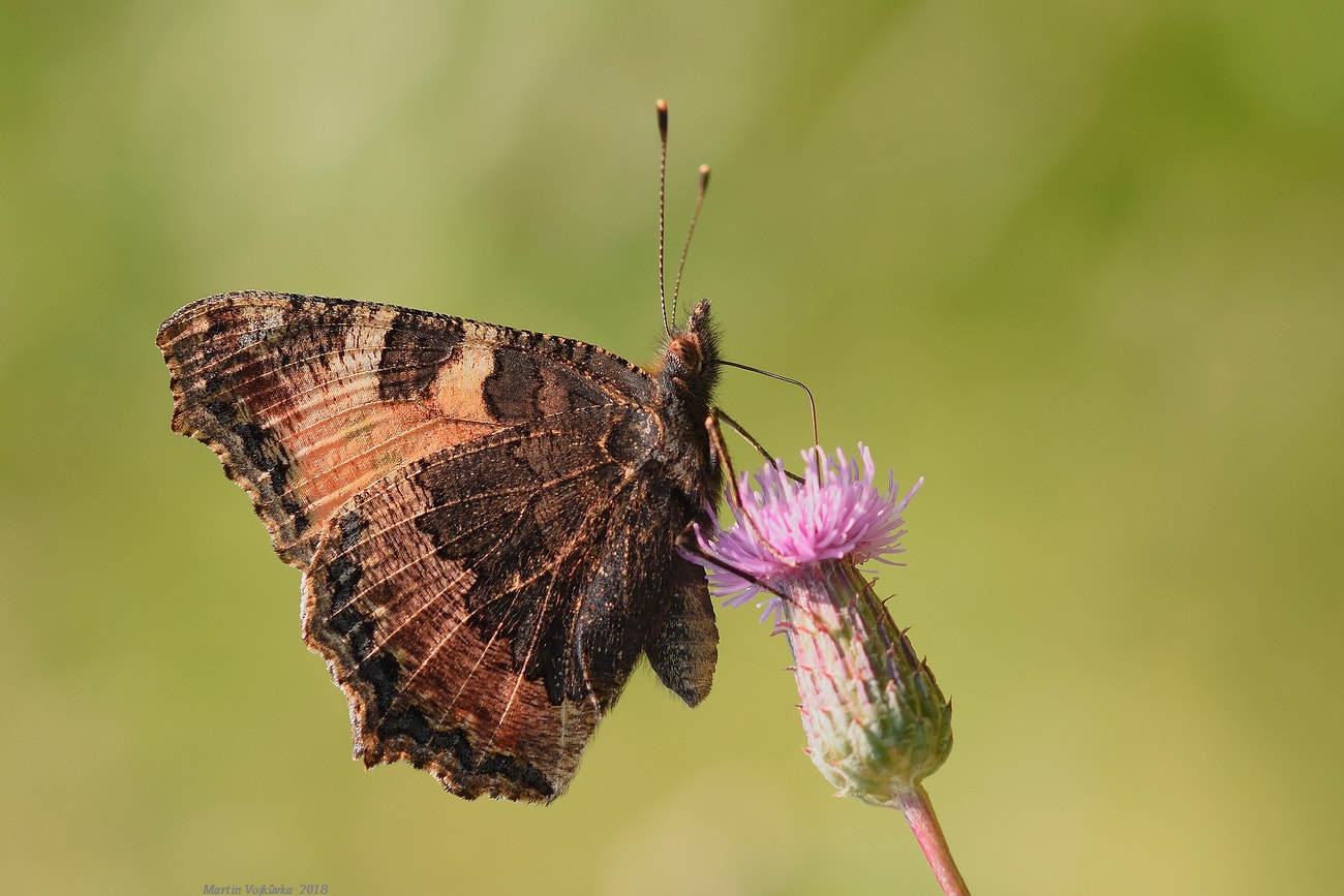 Sigma 105mm F2.8 EX DG OS HSM sample photo. Aglais urticae photography