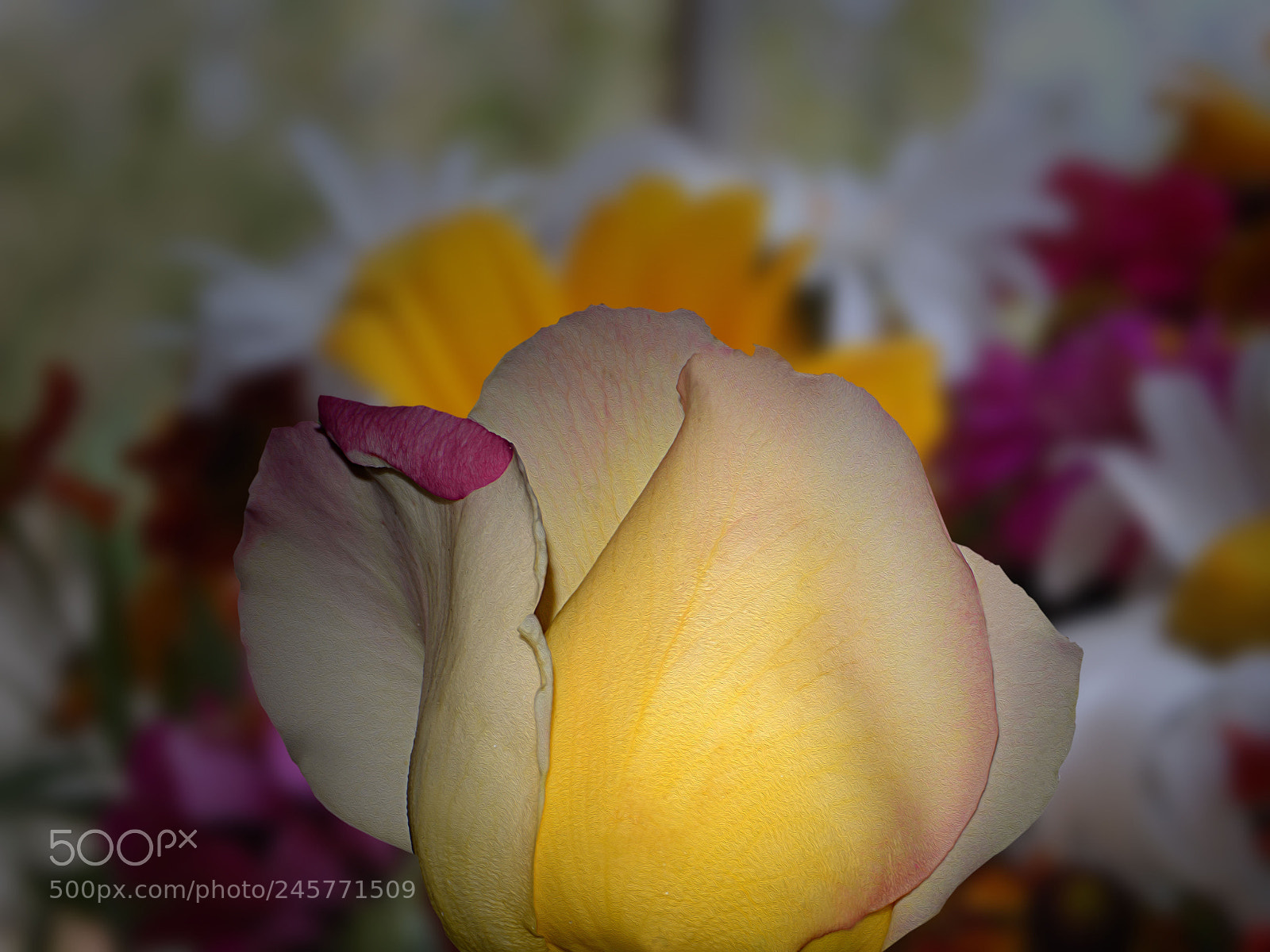 Nikon D40 sample photo. Untitled photography