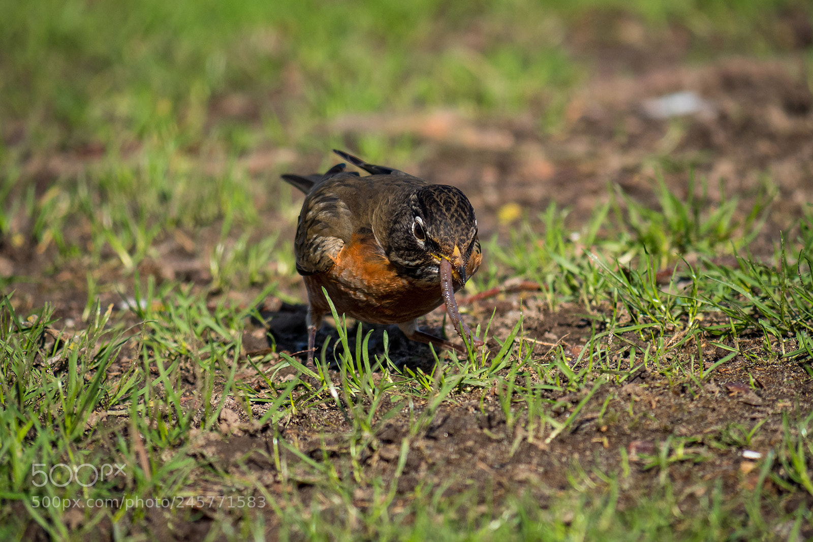 Olympus OM-D E-M5 II sample photo. Yummy worm for lunch photography