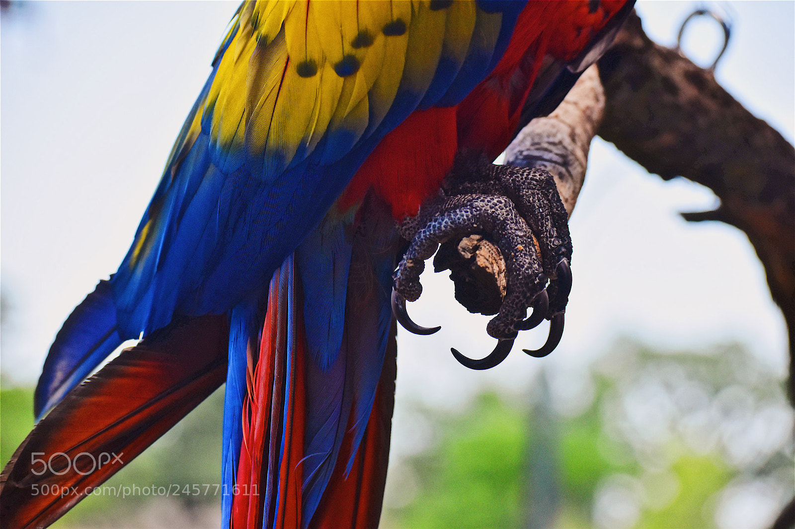 Nikon D5500 sample photo. Claws photography