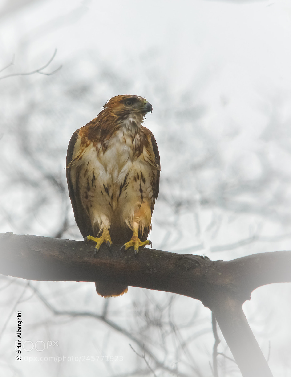 Nikon D7100 sample photo. Rainy day hawk photography
