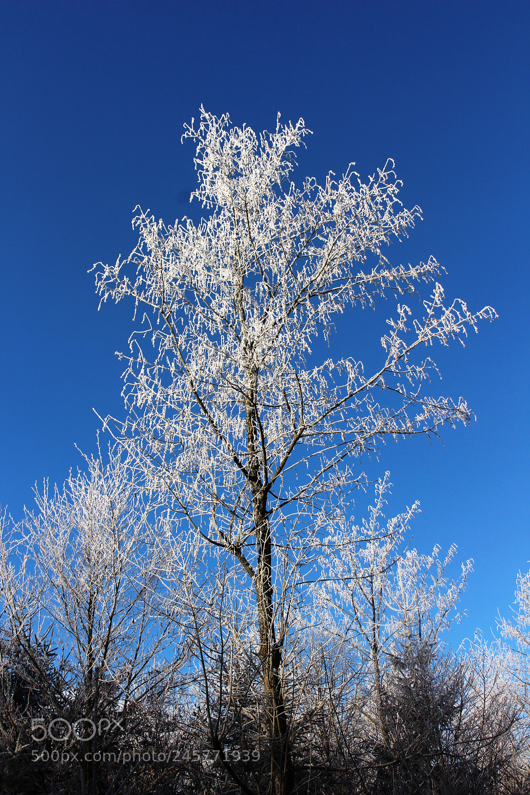 Canon EOS 700D (EOS Rebel T5i / EOS Kiss X7i) sample photo. Winter-bäume photography