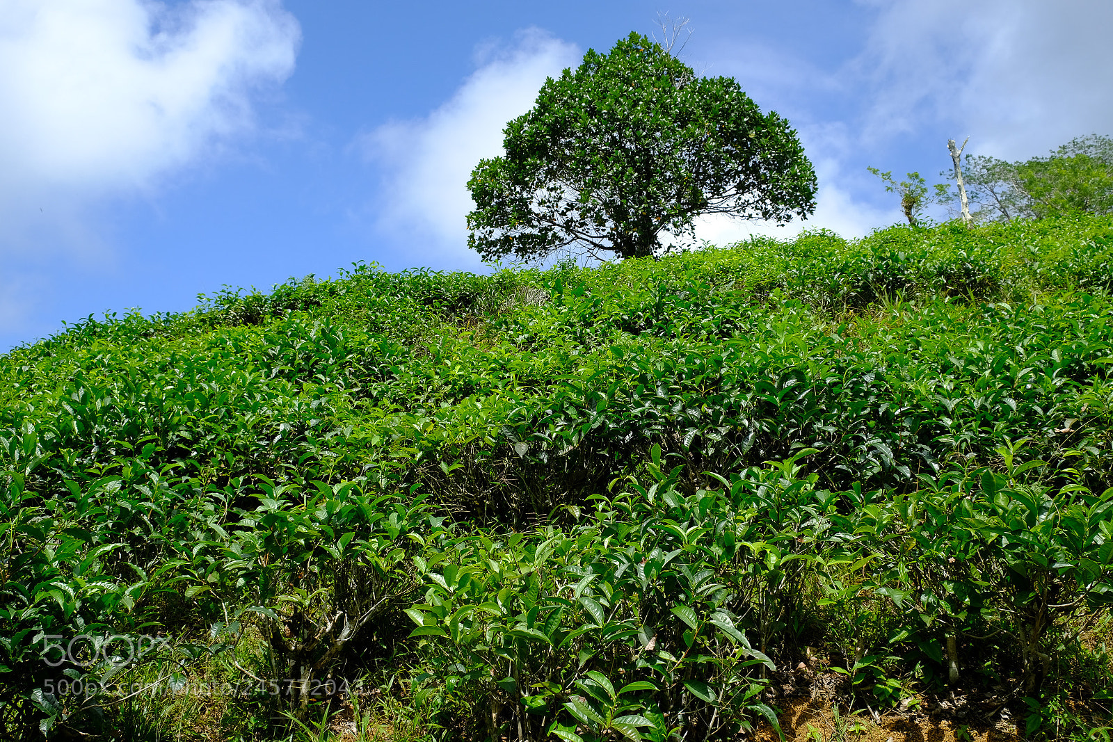 Fujifilm X-T2 sample photo. Tea plantation, seychelles photography