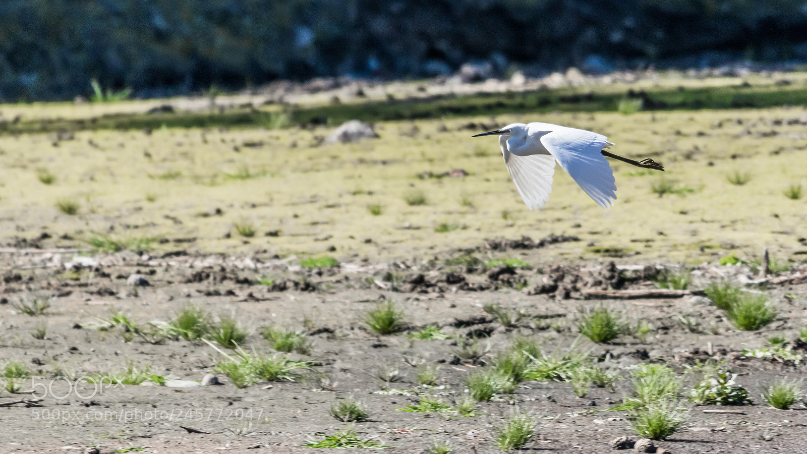 Canon EOS 750D (EOS Rebel T6i / EOS Kiss X8i) sample photo. Egret in flight photography