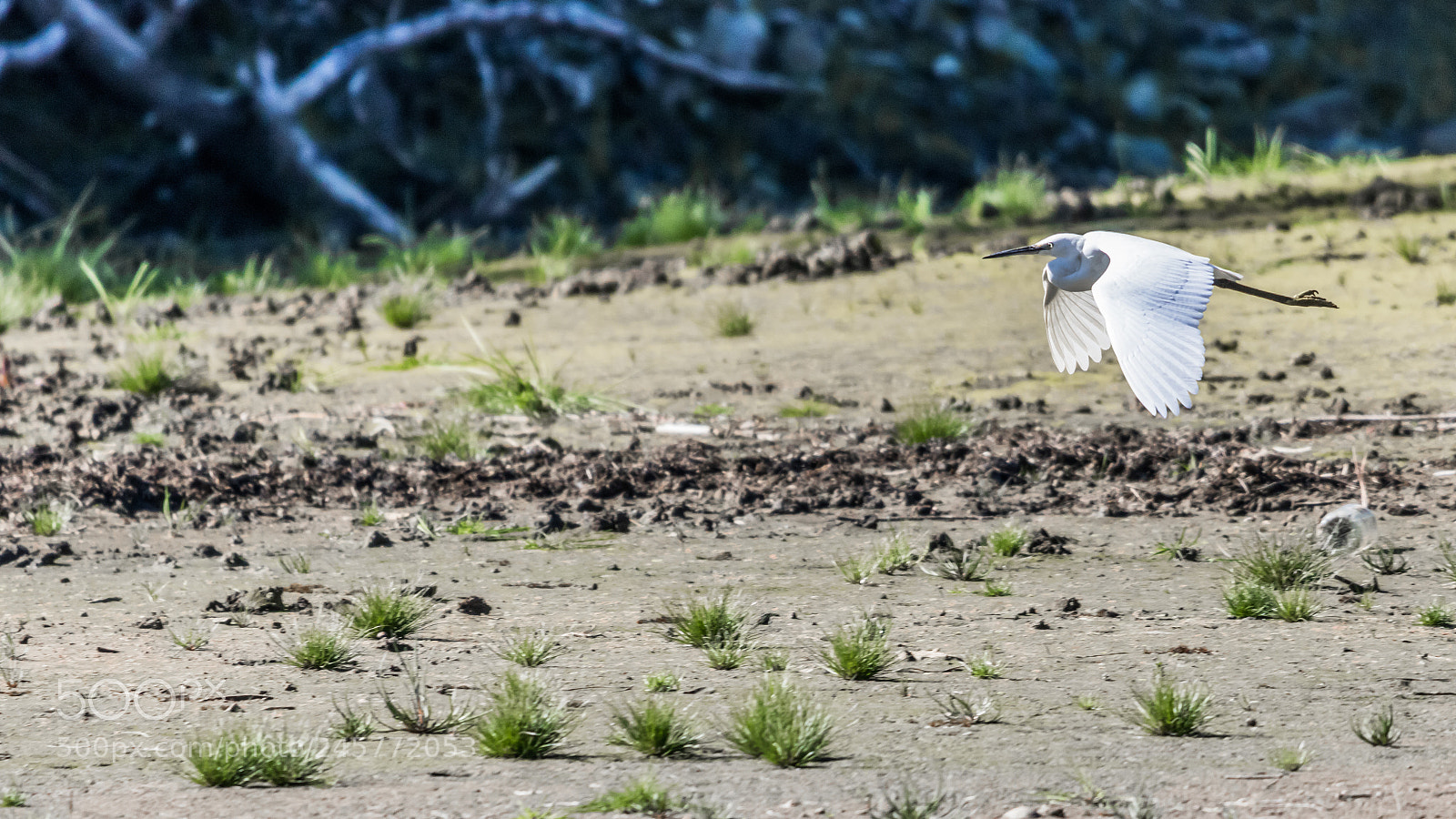 Canon EOS 750D (EOS Rebel T6i / EOS Kiss X8i) sample photo. Egret in flight photography