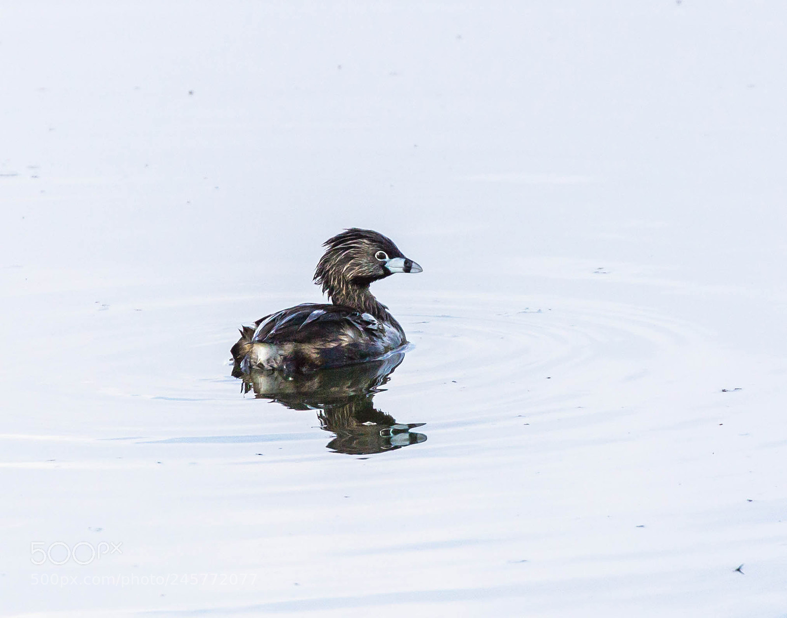 Canon EOS 600D (Rebel EOS T3i / EOS Kiss X5) sample photo. Pie billed grebe photography