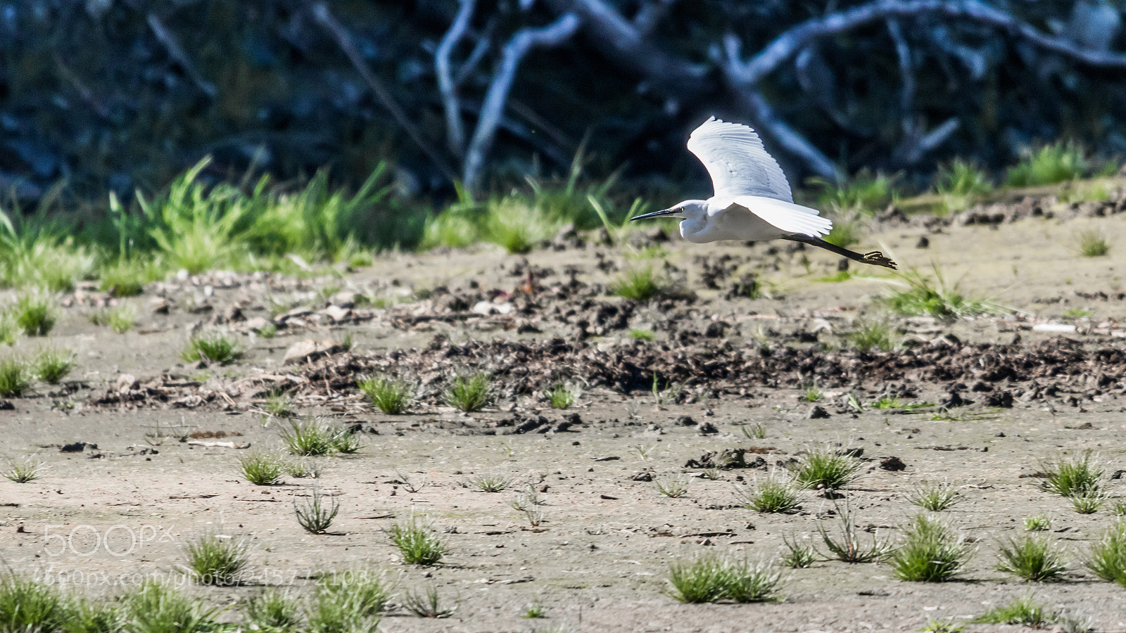 Canon EOS 750D (EOS Rebel T6i / EOS Kiss X8i) sample photo. Egret in flight photography