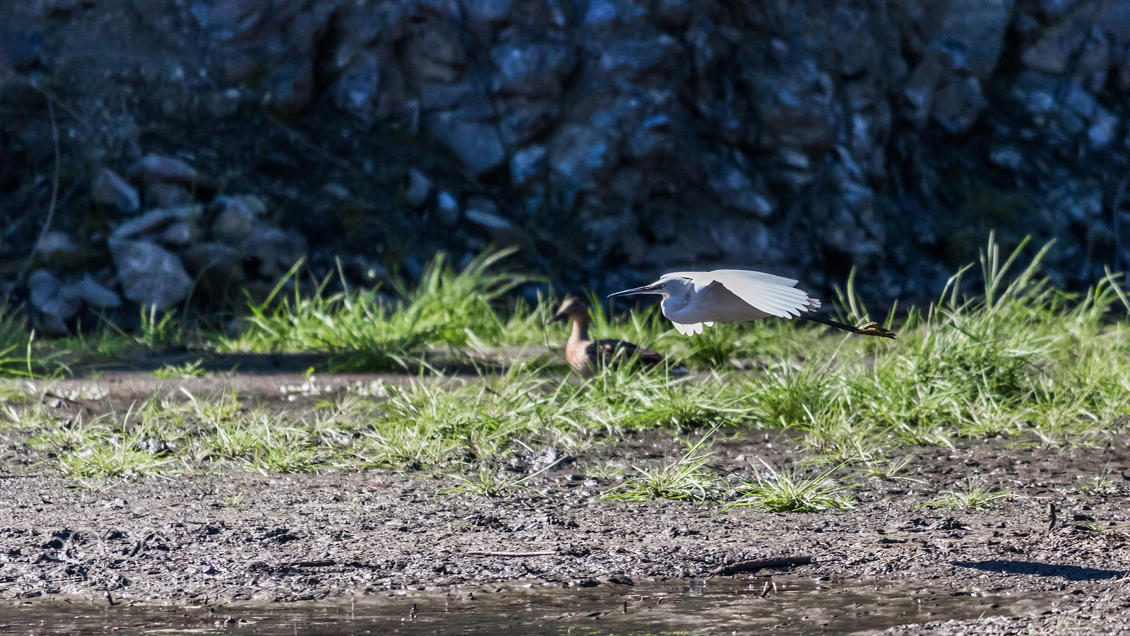 Canon EOS 750D (EOS Rebel T6i / EOS Kiss X8i) sample photo. Egret in flight photography