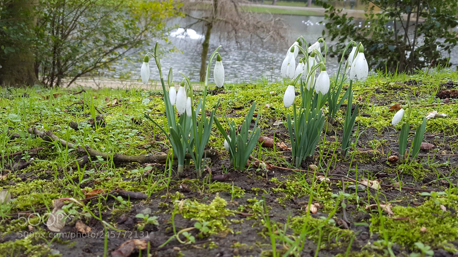 Samsung GALAXY S6 edge sample photo. Snowdrops photography