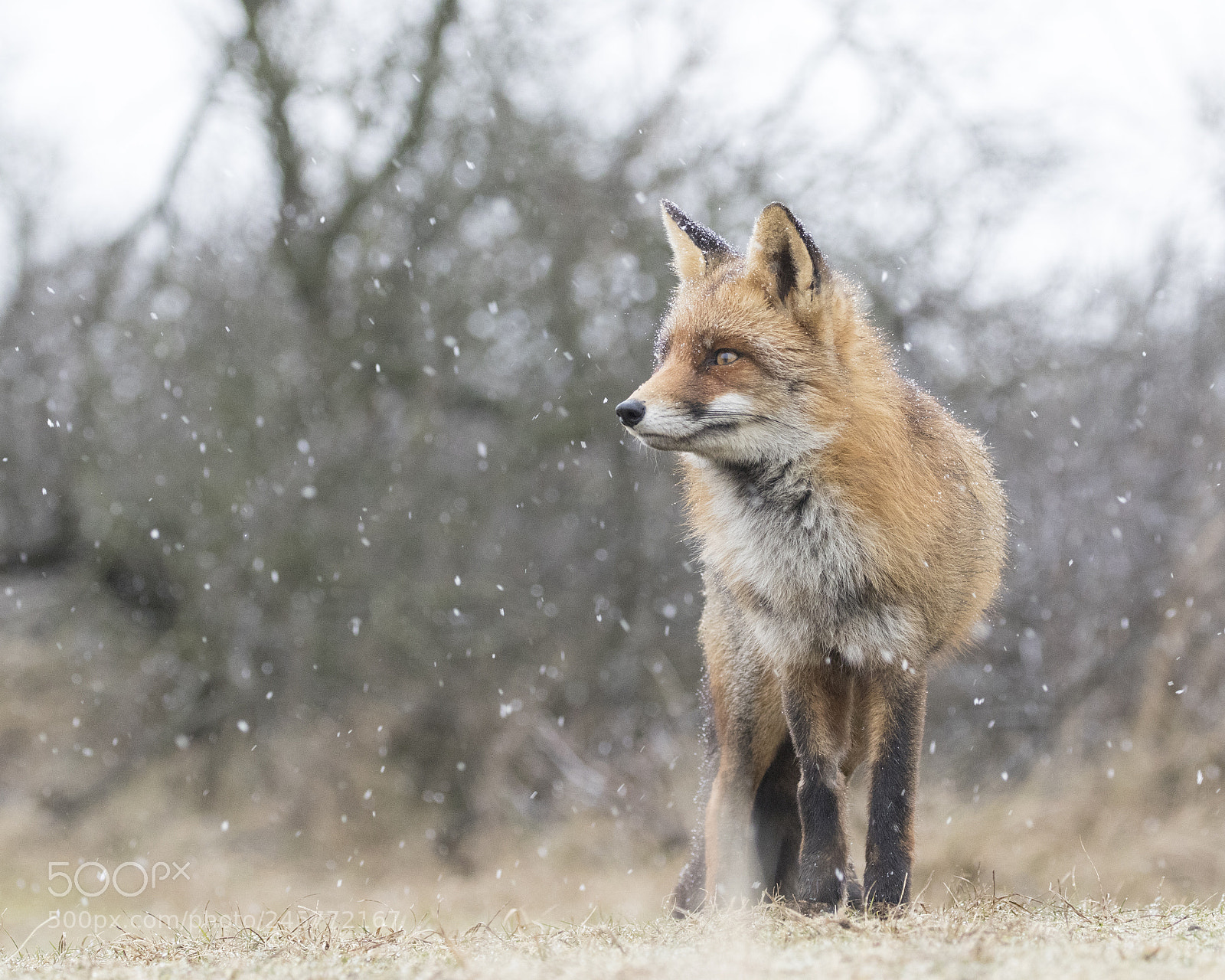 Canon EOS 7D Mark II sample photo. Counting snowflakes photography