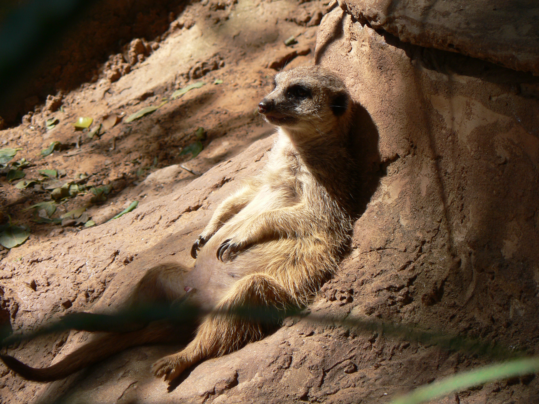 Panasonic DMC-FZ5 sample photo. Meerkat lying back photography