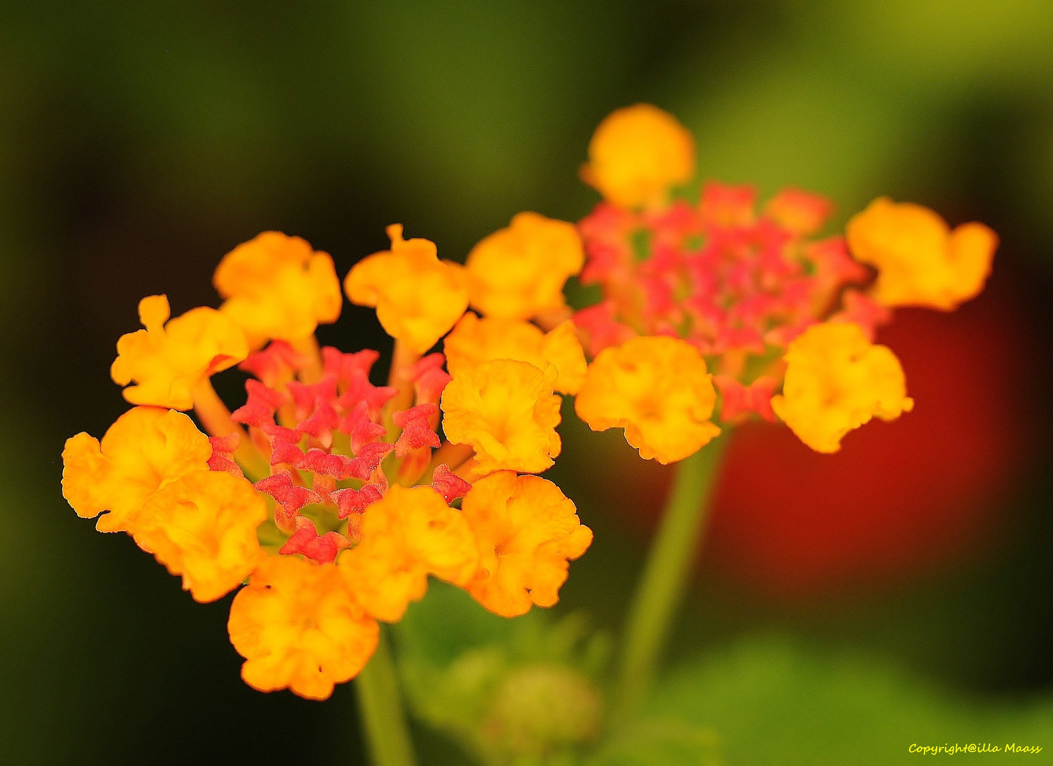 Nikon D300 sample photo. Blümchen :-) photography