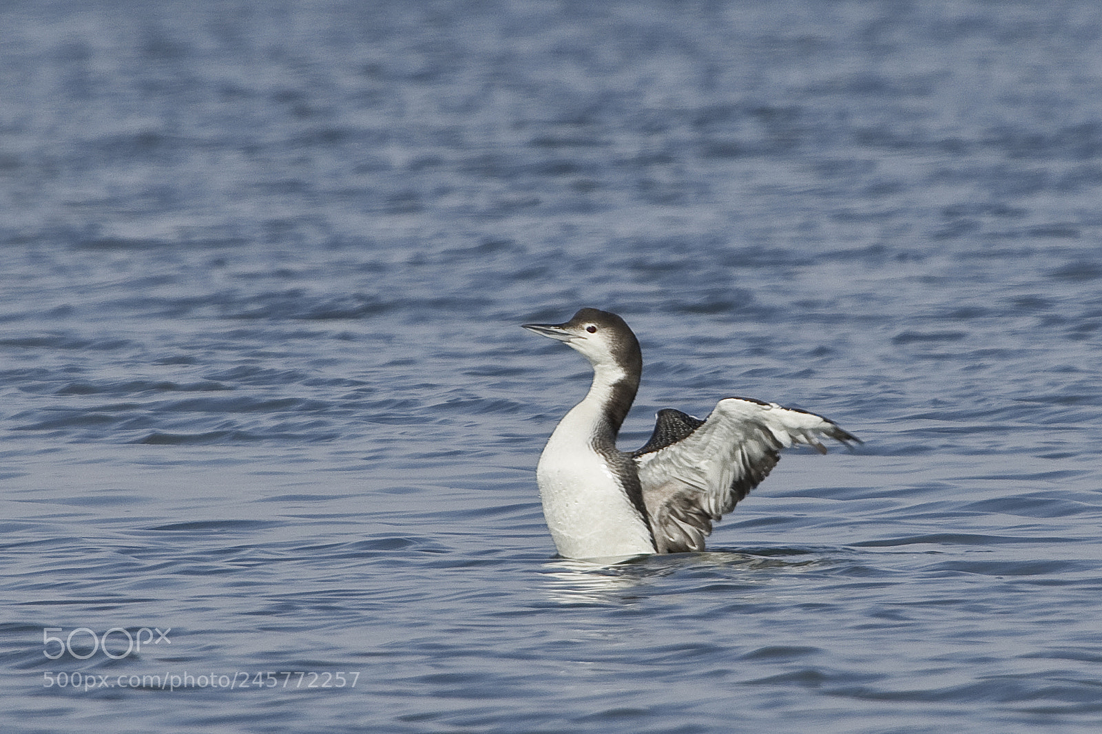 Canon EOS 7D Mark II sample photo. Red throated loon, connecticut, 2018 photography