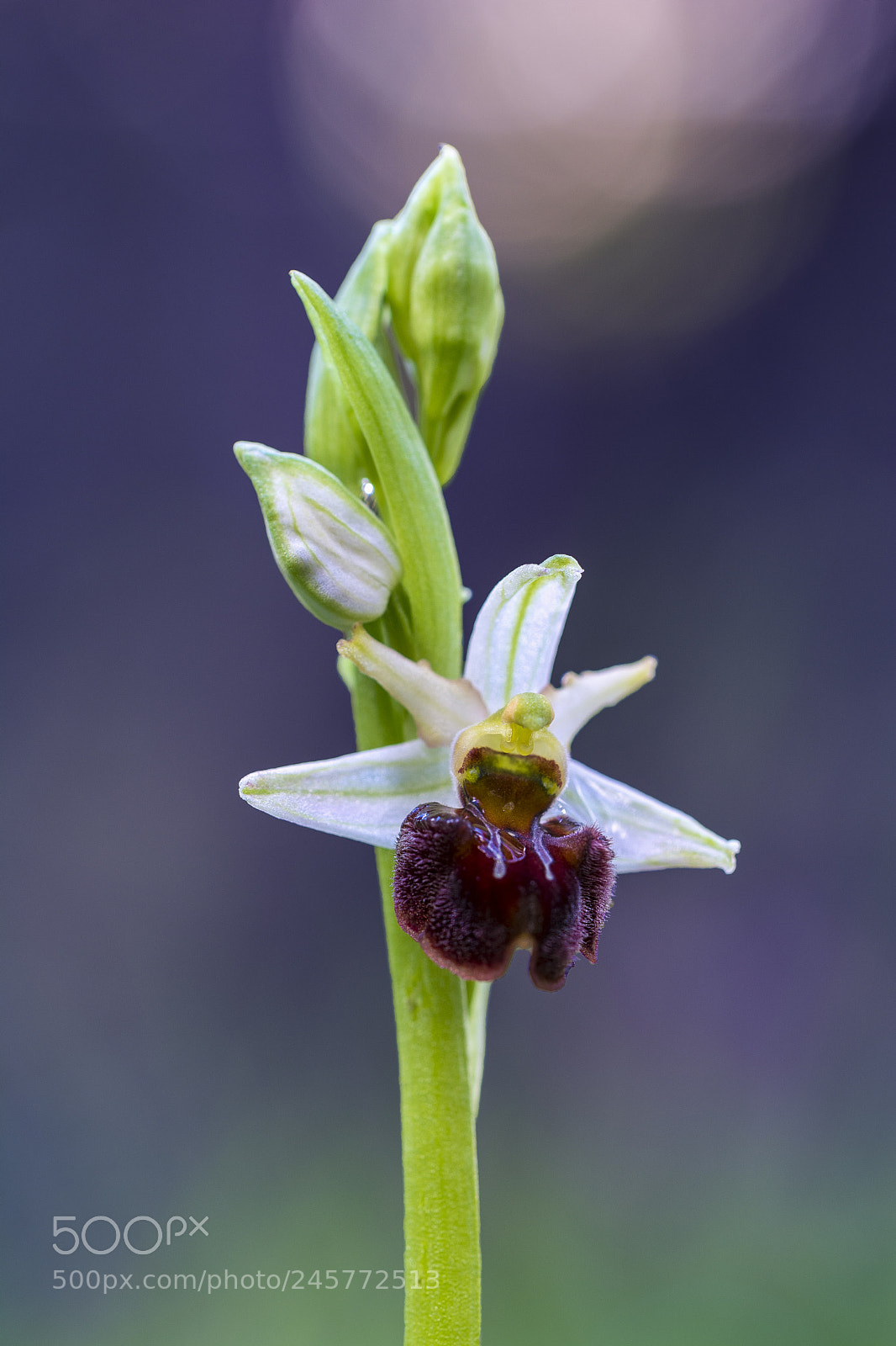Nikon D7100 sample photo. Ophrys sphegodes photography