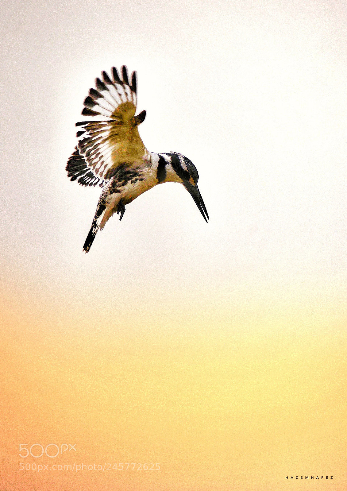 Nikon D610 sample photo. Searching frantically ... photography