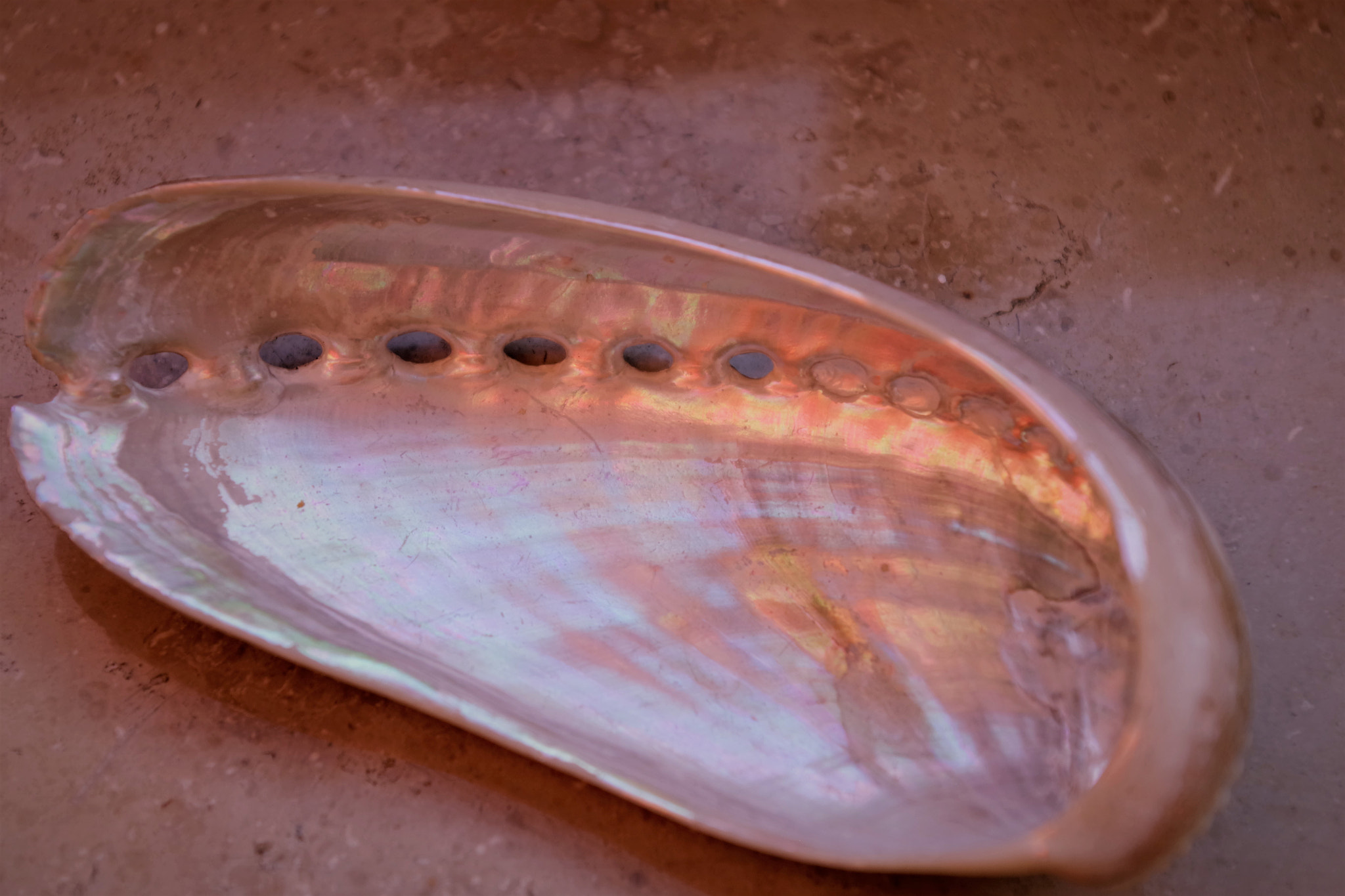 Pentax K-S2 sample photo. Shell without ocean photography