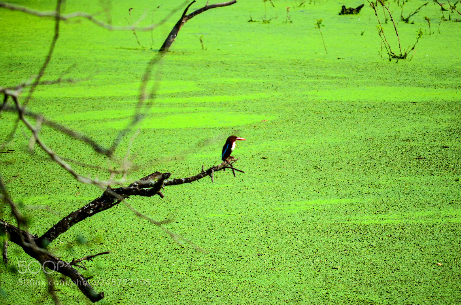 Nikon D5100 sample photo. Untitled photography